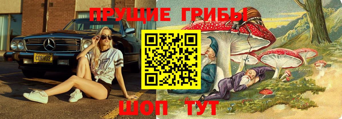 Галлюциногенные грибы Psilocybine cubensis Елабуга