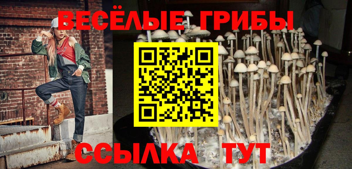Галлюциногенные грибы Psilocybine cubensis  Вход с VPN  Елабуга 